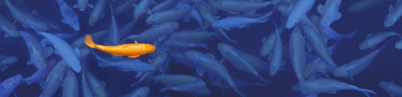 Genfish
